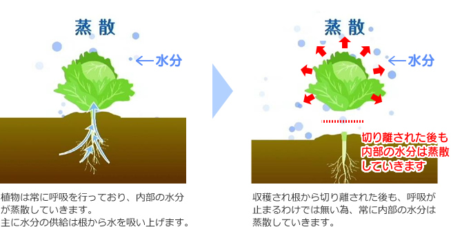 飽和水蒸気による鮮度保持コスモファンの優位性 特許技術 西日本機材株式会社 冷凍空調部品資材の総合技術商社